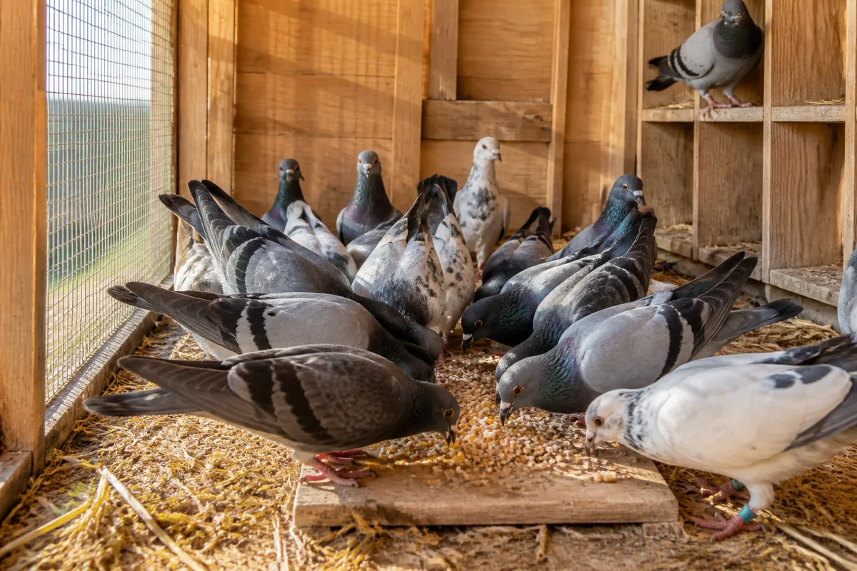 Pigeons rassemblés sur une planchette au moment de la distribution