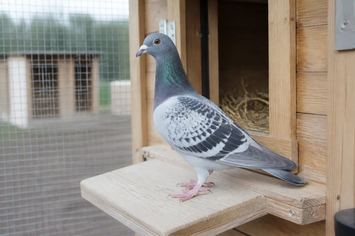 Pigeon voyageur