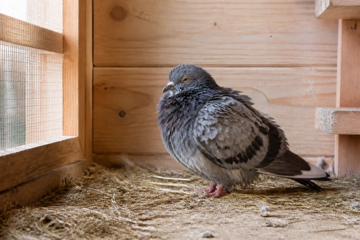 Pigeon isolé au plumage ébouriffé posé au sol dans un colombier